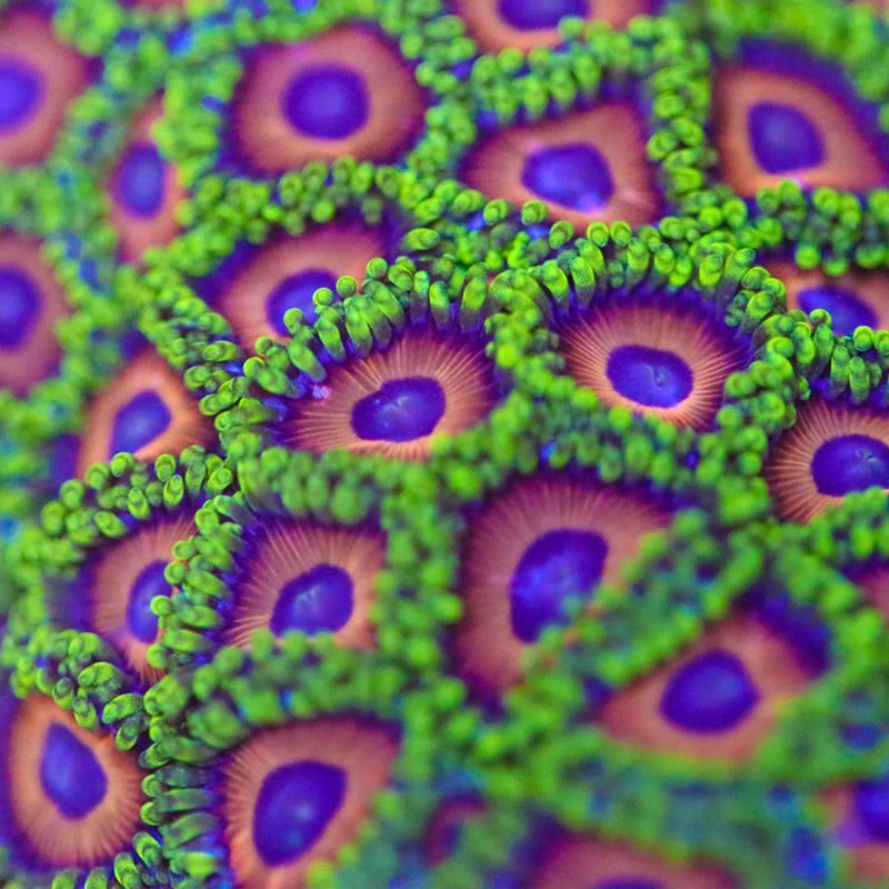 Eagle Eye zoas - Fragbox Corals