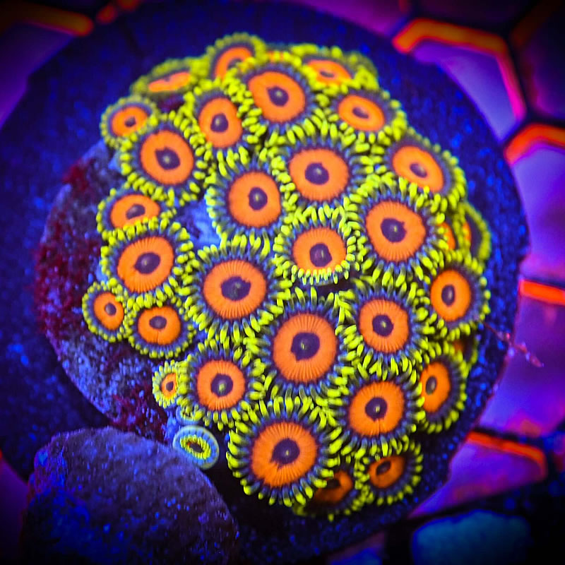 Eagle Eye zoas - Reef Chasers