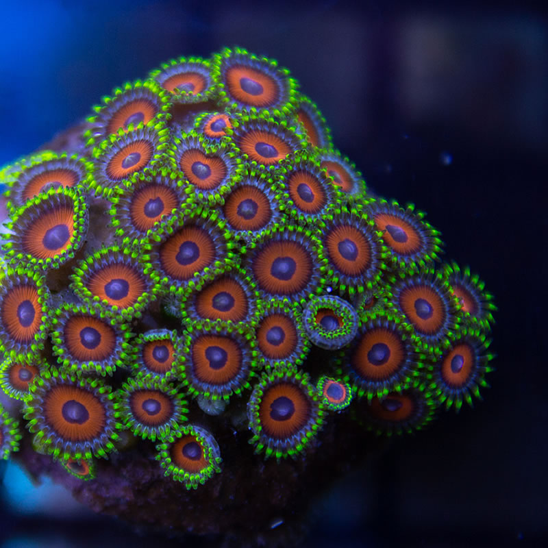 Eagle Eye zoas - Sunnyside Corals