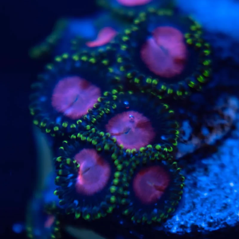 ECC Ghost Halo zoas - Reef Stable