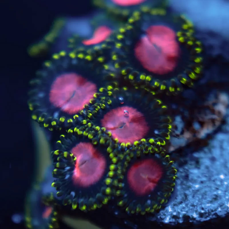 ECC Ghost Halo zoas - Reef Stable