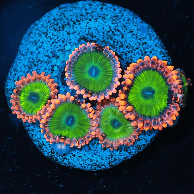 Electric Oompa Loompa zoas - A Reef Creation
