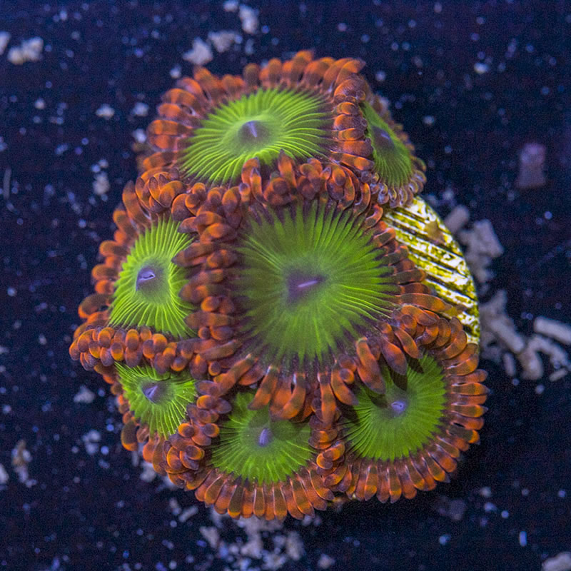 Electric Oompa Loompa zoas - Reeftopia