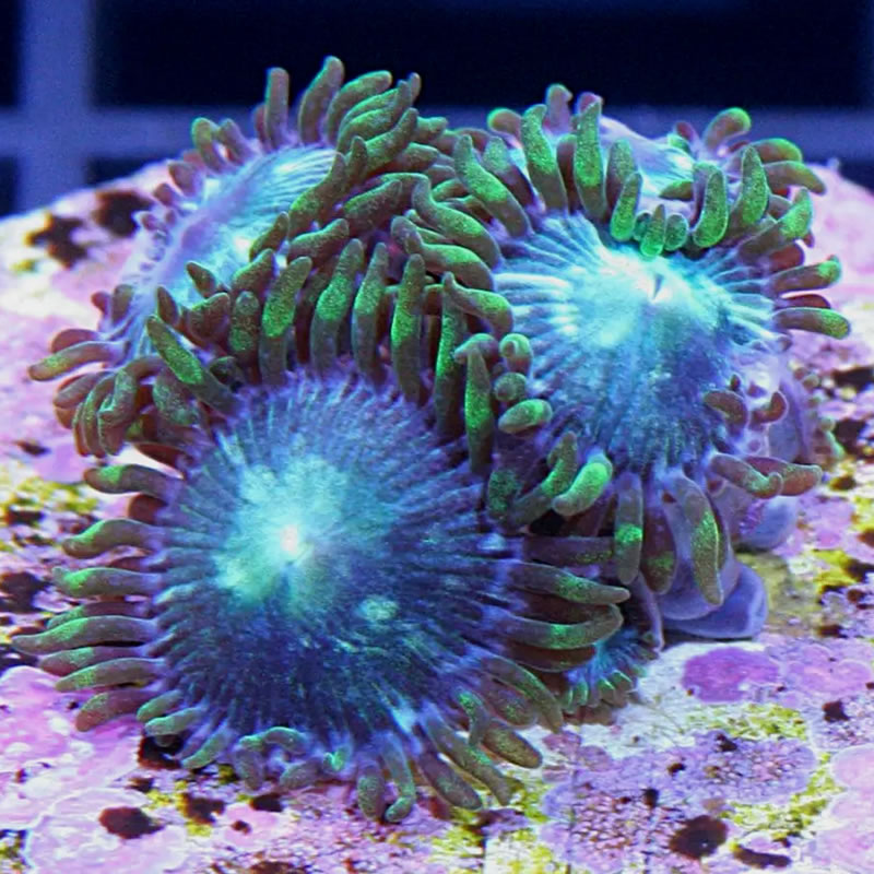Emerald Eye zoas - Doc Aquarium