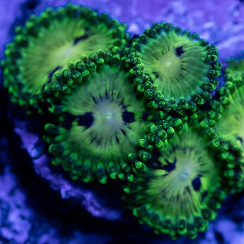 Emerald Maul