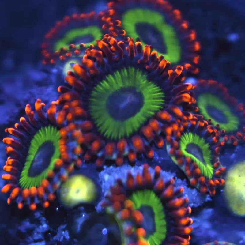 Emeralds on Fire