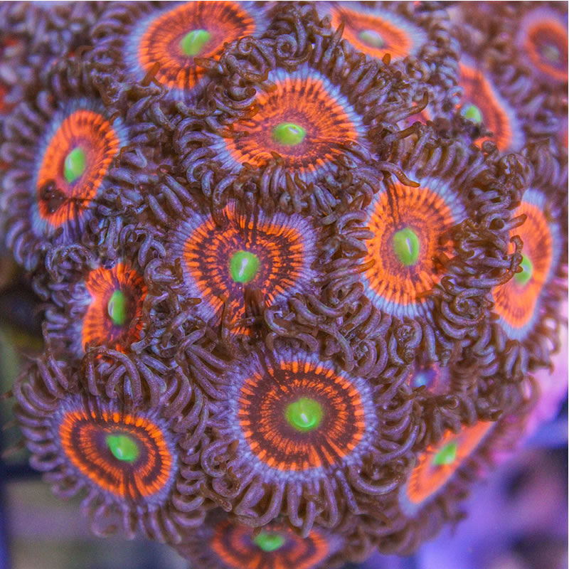 Everlasting Gobstopper