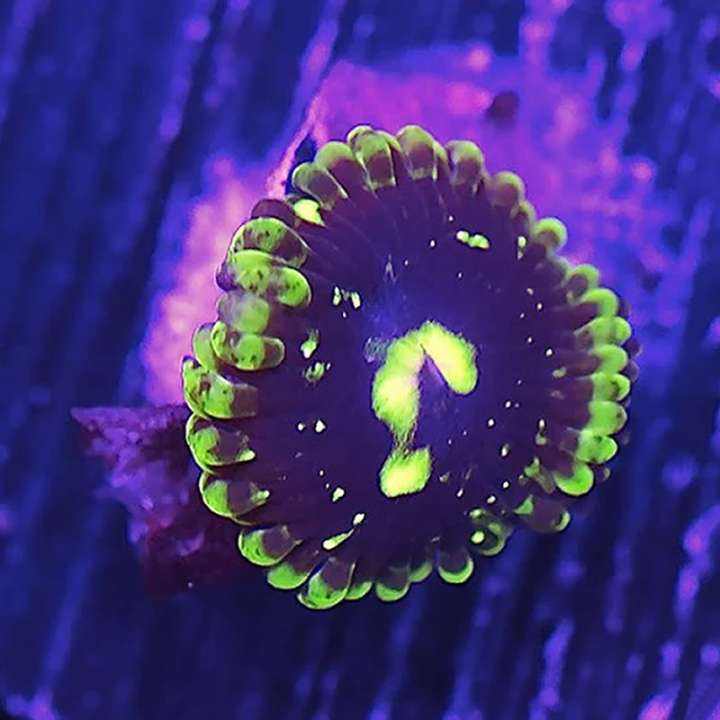 Exosphere zoas - A Reef Creation