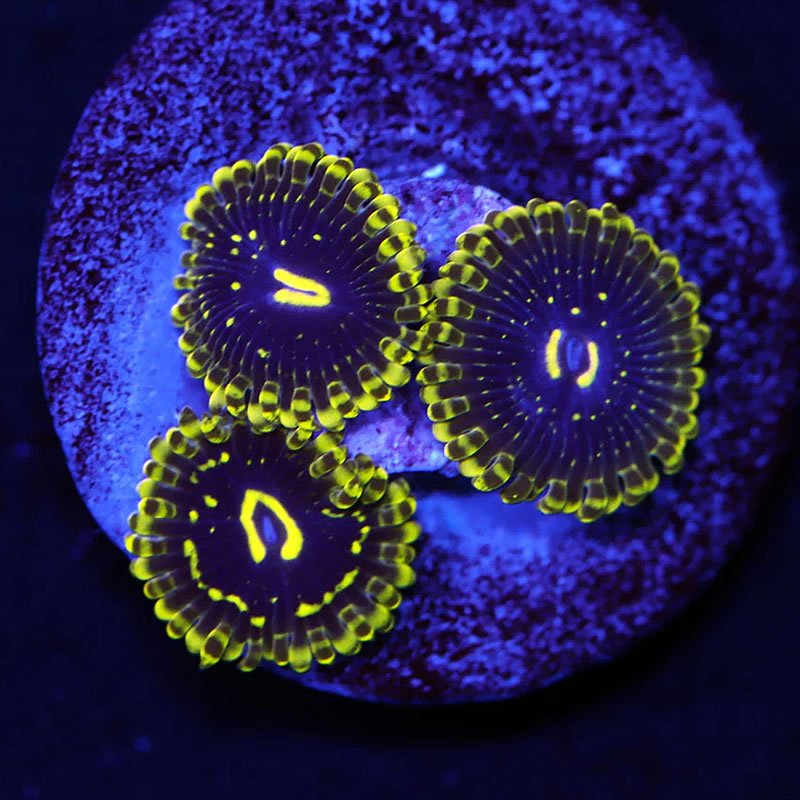 Exosphere zoas - A Reef Creation