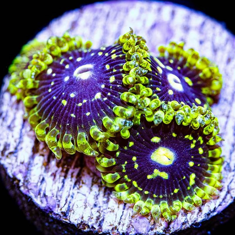Exosphere zoas - Fragbox Corals
