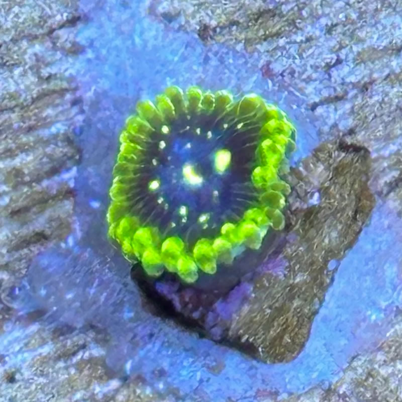 Exosphere zoas - Reefco Aquariums