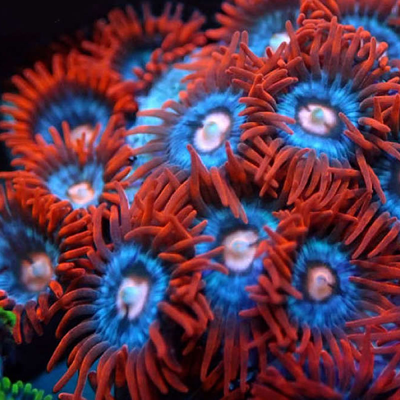 Fire and Ice