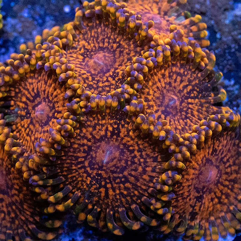 Flaming Mohican zoas - RVA Corals