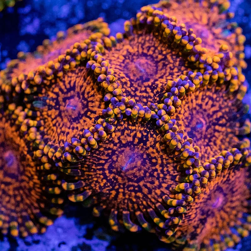 Flaming Mohican zoas - RVA Corals