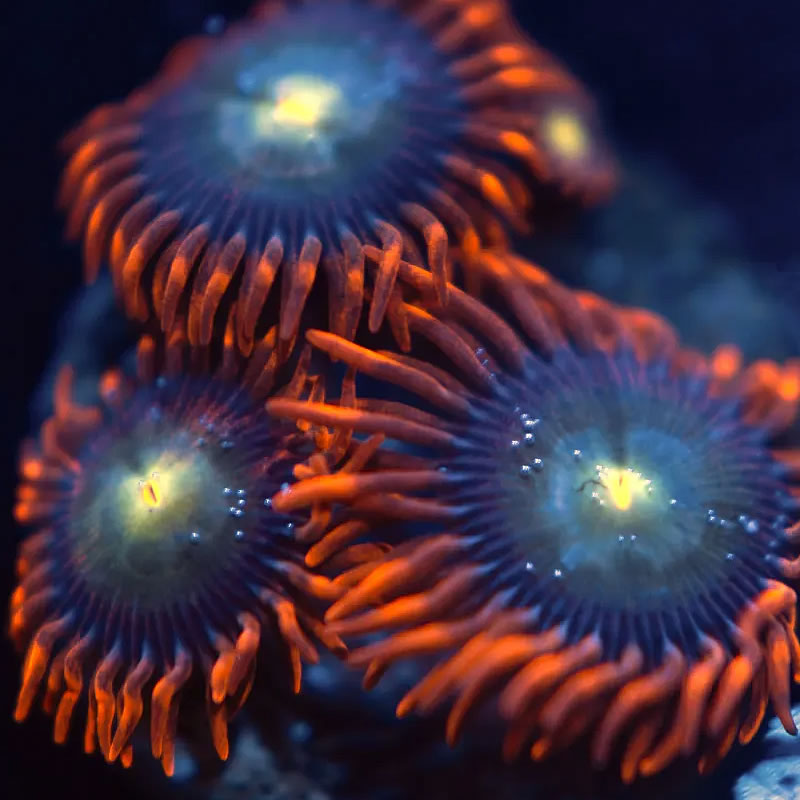 Flaming Sun zoas - Reef Stable