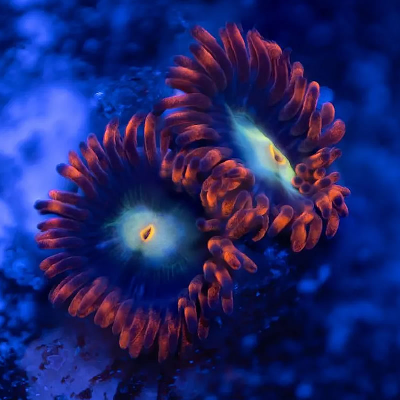 Flaming Sun zoas - Reef Stable