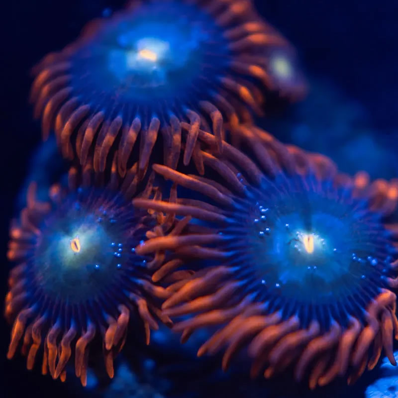 Flaming Sun zoas - Reef Stable