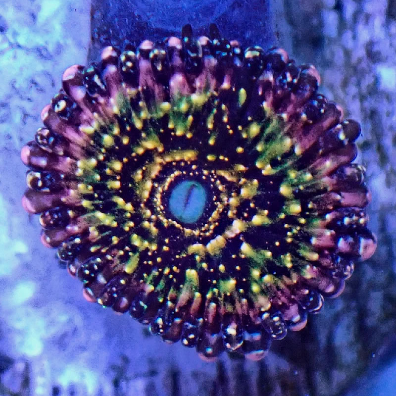 Frankie's Acid Trip