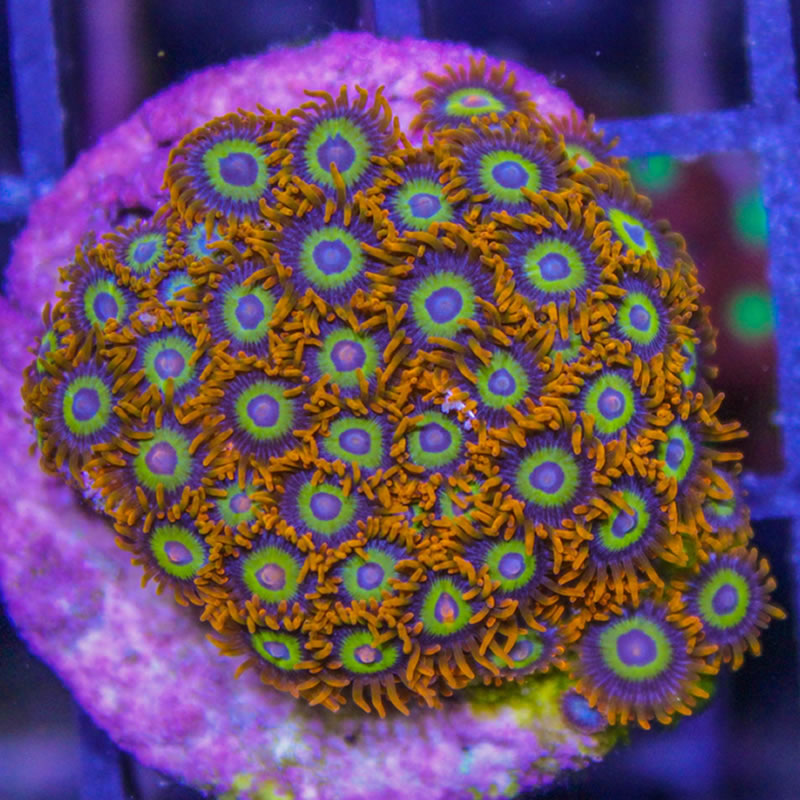 Fruit Loops
