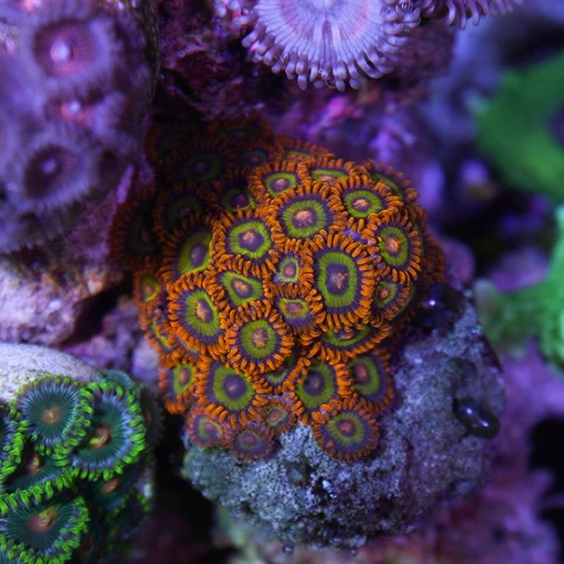 Fruit Loops