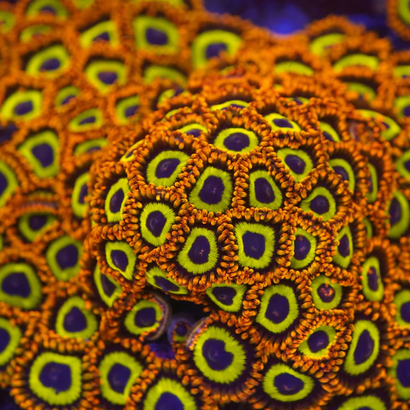 Fruit Loops