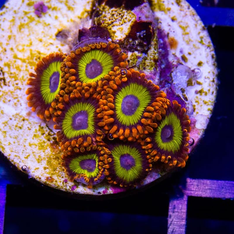 Fruit Loops zoas - Sunnyside Corals