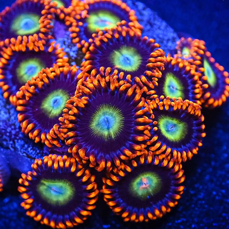 Fruitopia