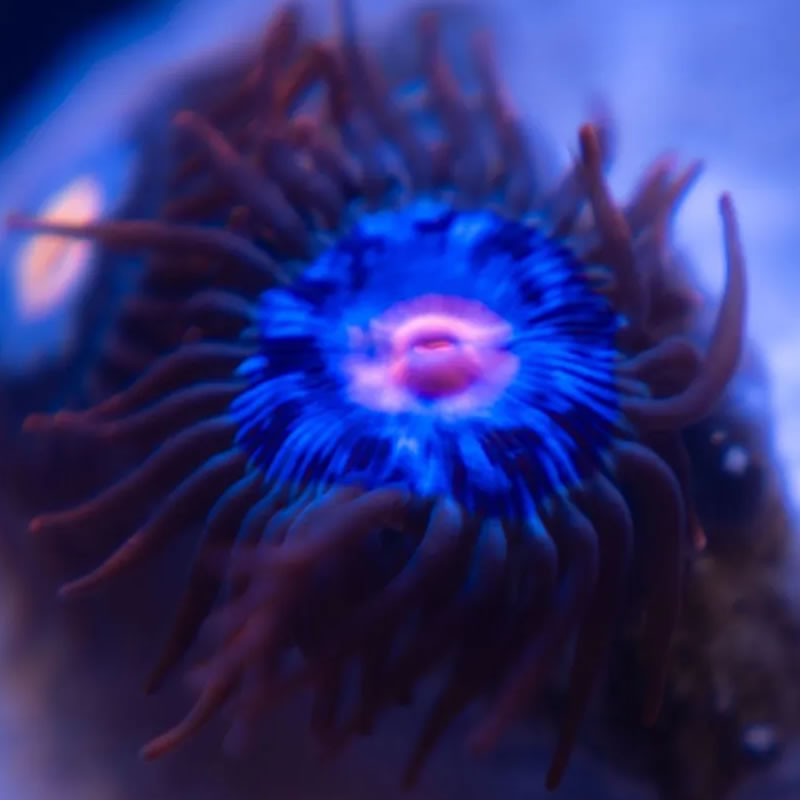 Gender Reveal zoas - Reef Stable