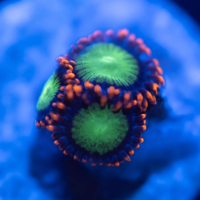 Goblins on Fire zoas - Reef Stable