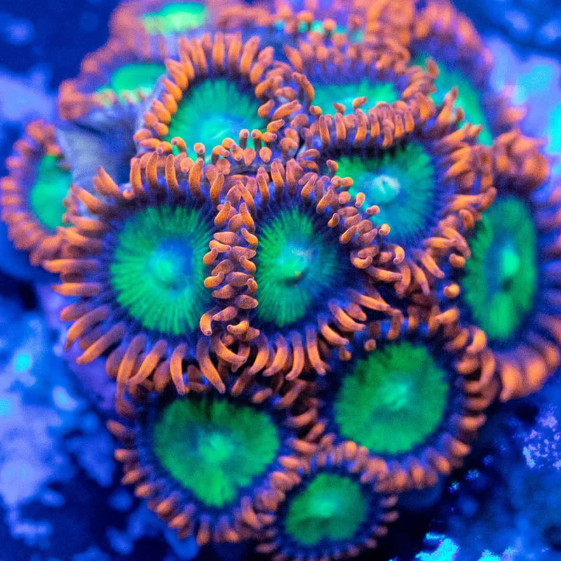 Goblins on Fire zoas - RVA Corals