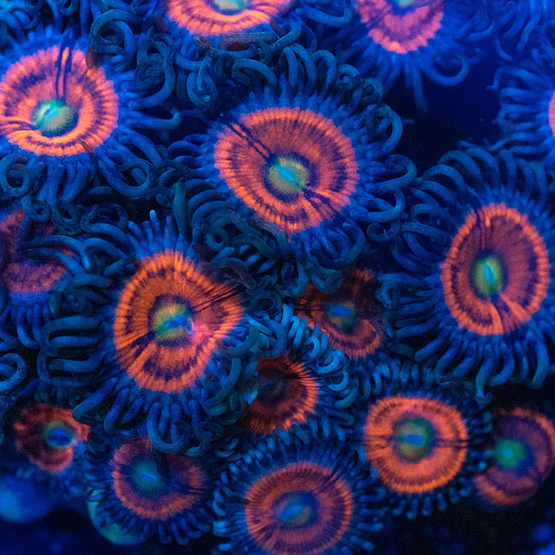 Gobstopper zoas - RVA Corals