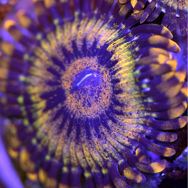 Gold Maul zoas - Fragbox Corals