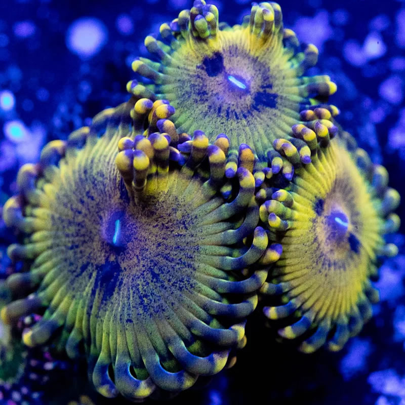 Gold Maul zoas - RVA Corals