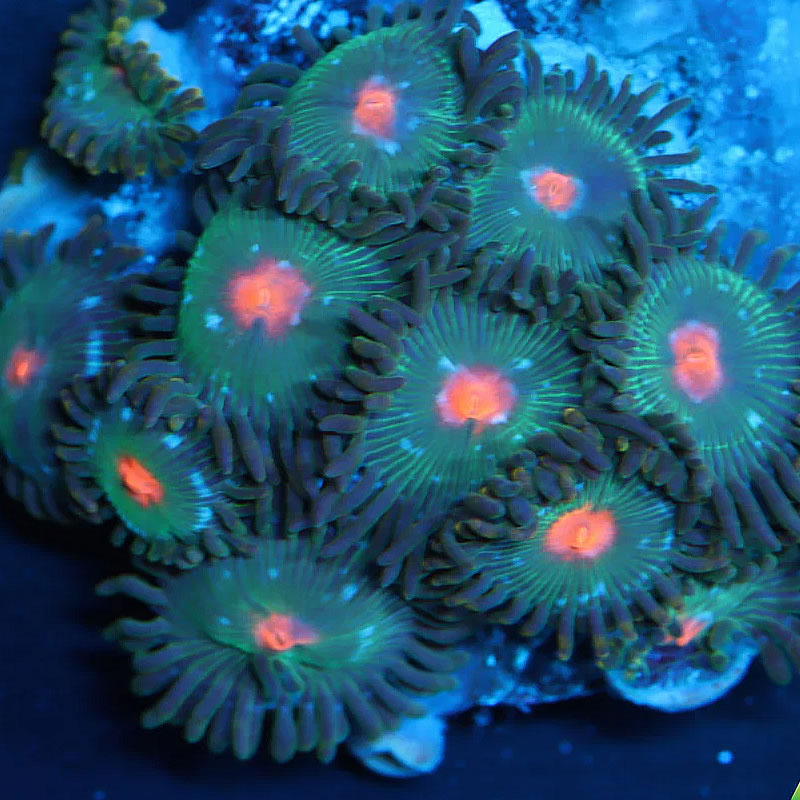 Gorilla Nipple zoas - A Reef Creation