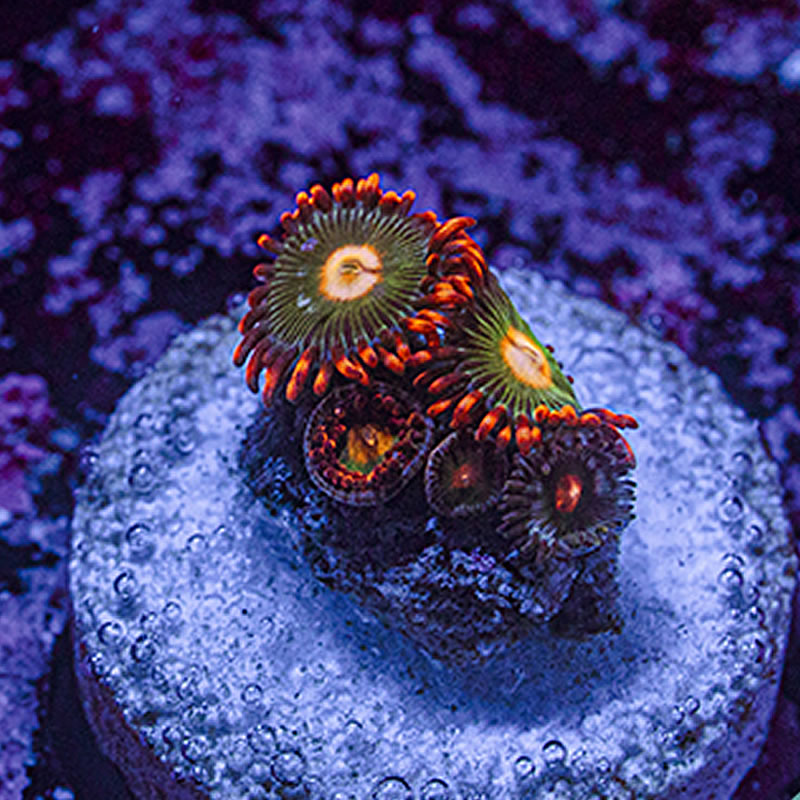 Gorilla Nipple zoas - Queen City Corals