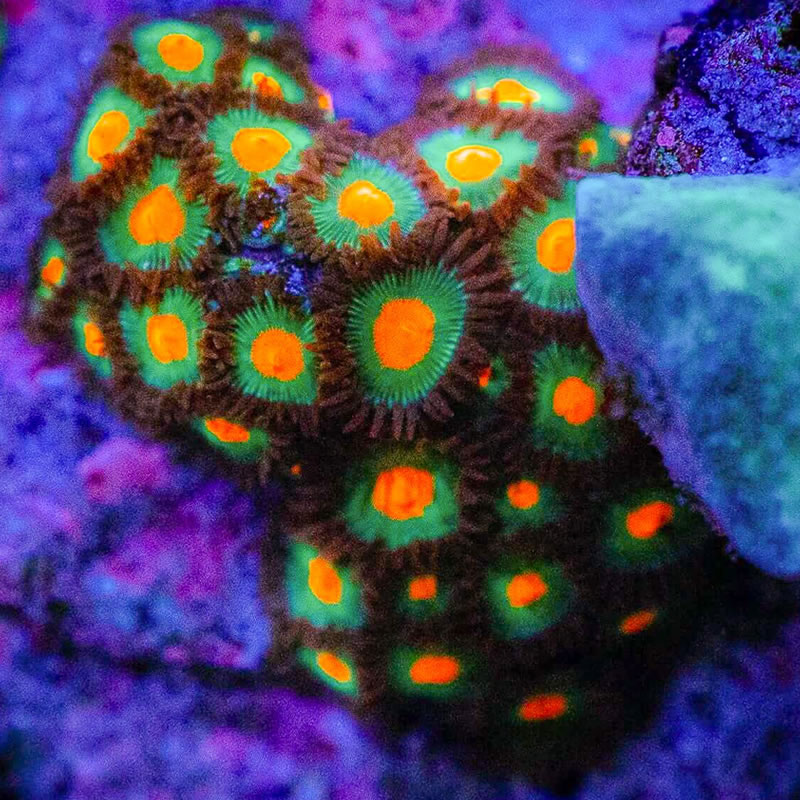 Gorilla Nipple zoas - Reef Chasers