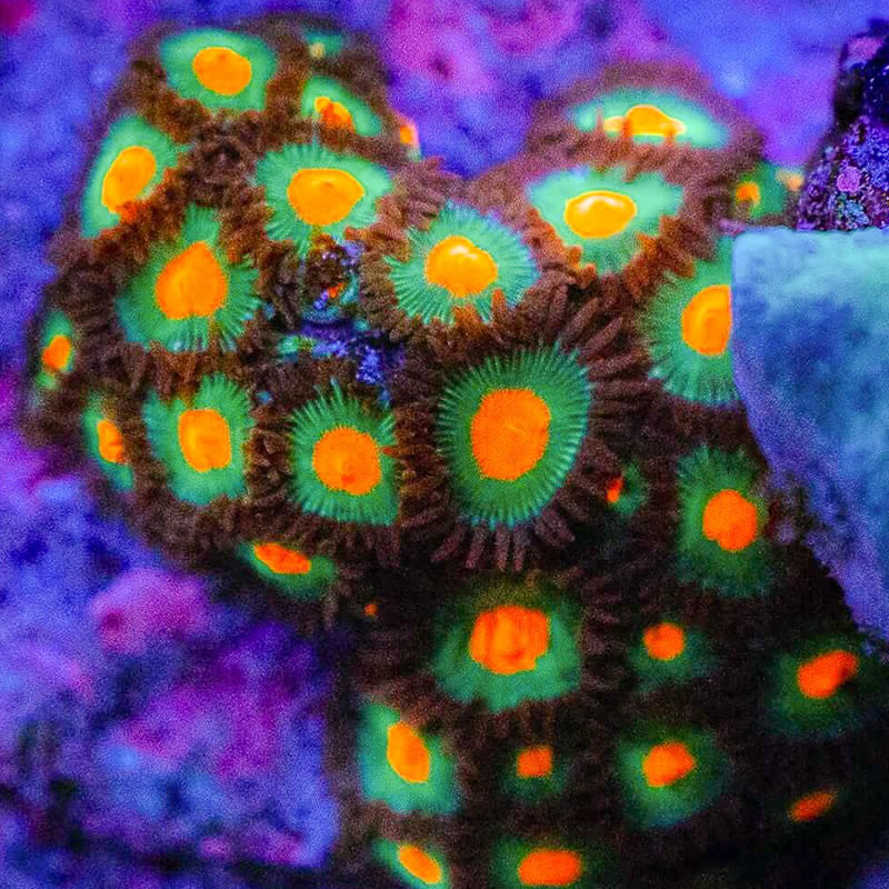 Gorilla Nipple zoas - Reef Chasers