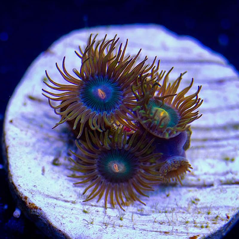 Gorilla Nipple zoas - Sunnyside Corals
