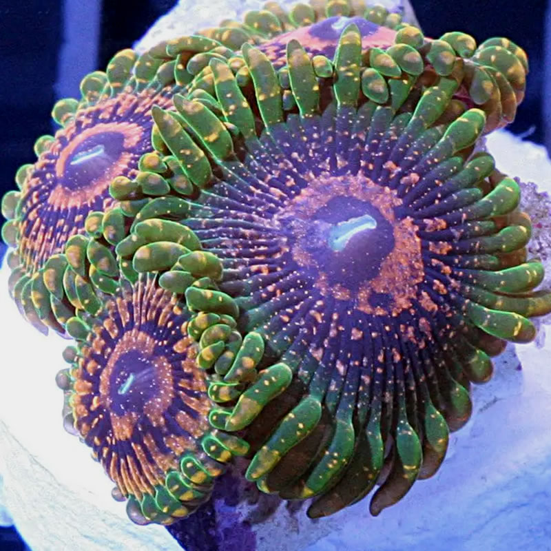 Grand Master Krakatoa zoas - Doc Aquarium