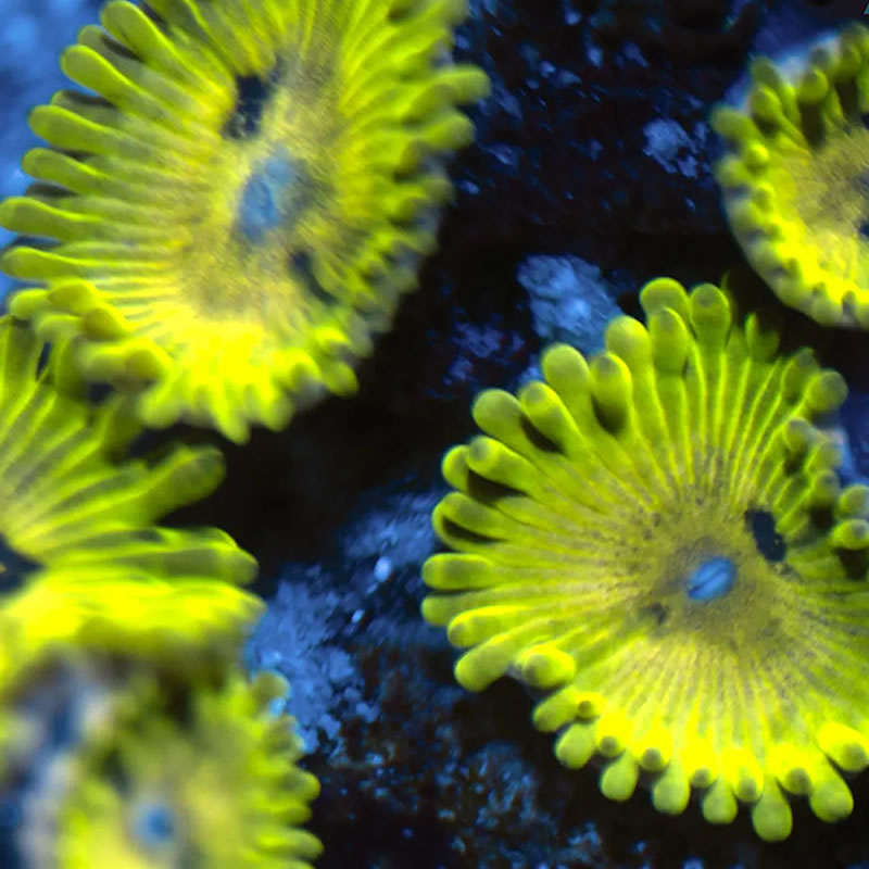Green Maul zoas - Reef Stable
