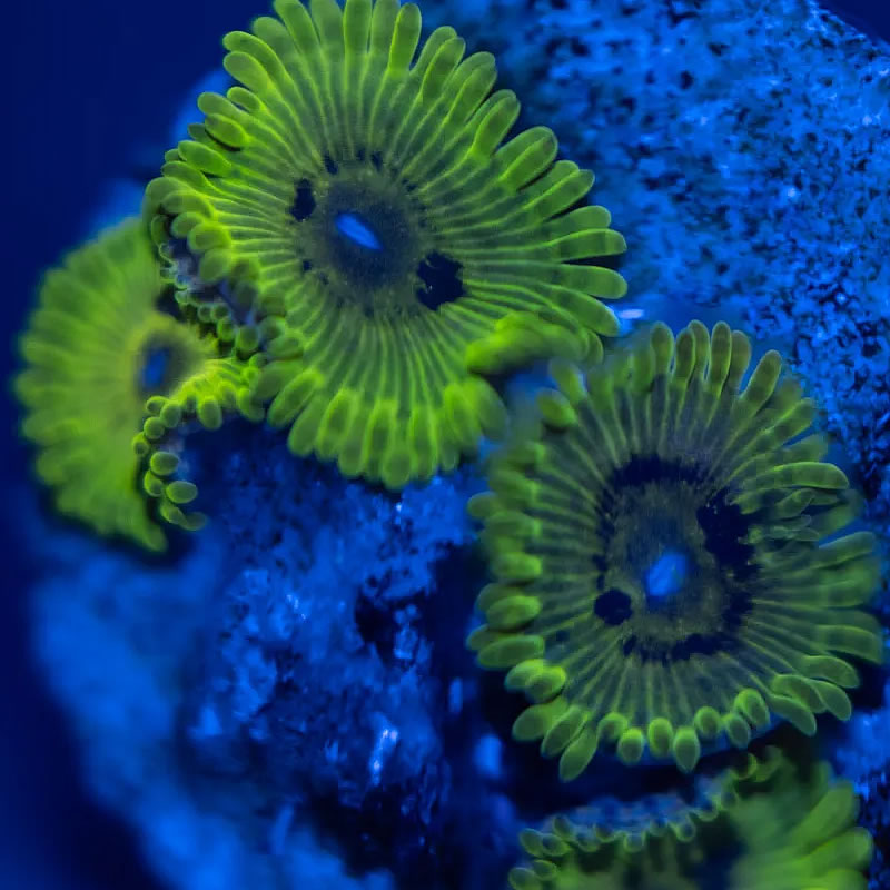 Green Maul zoas - Reef Stable