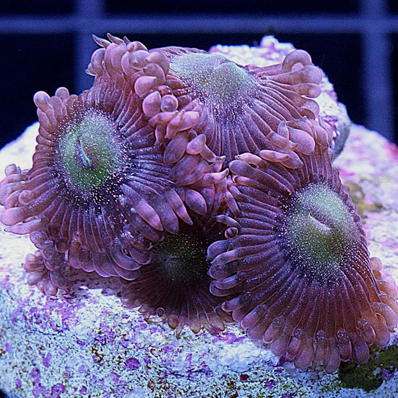 Halle Berry zoas - Doc Aquarium
