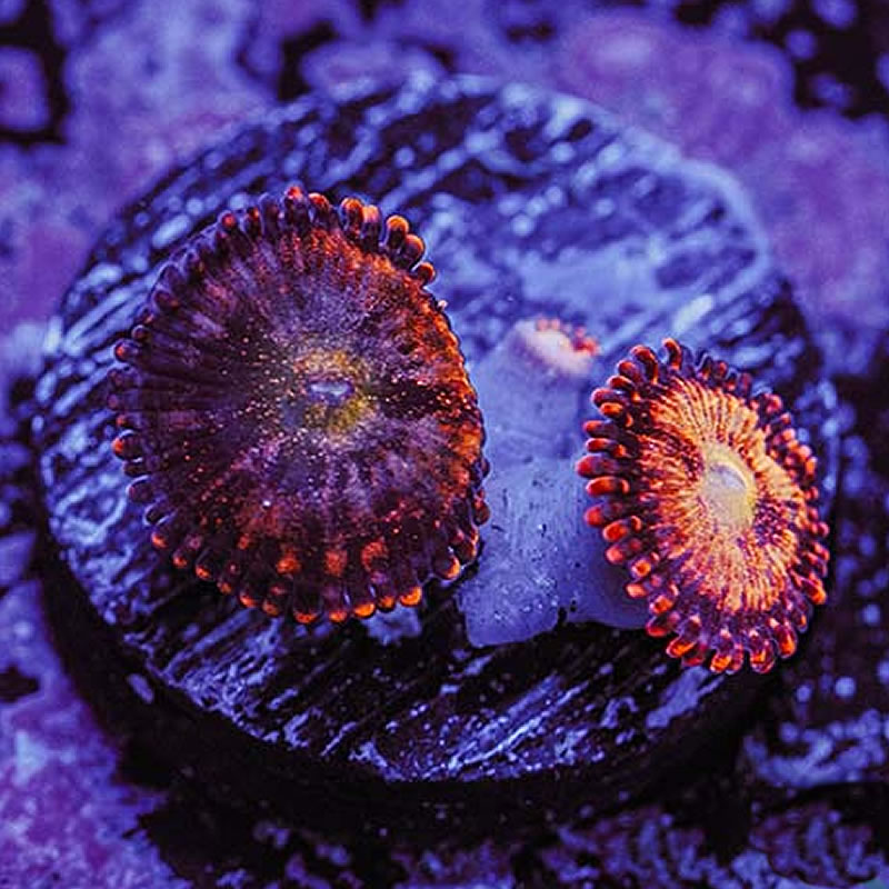 Halle Berry zoas - Queen City Corals