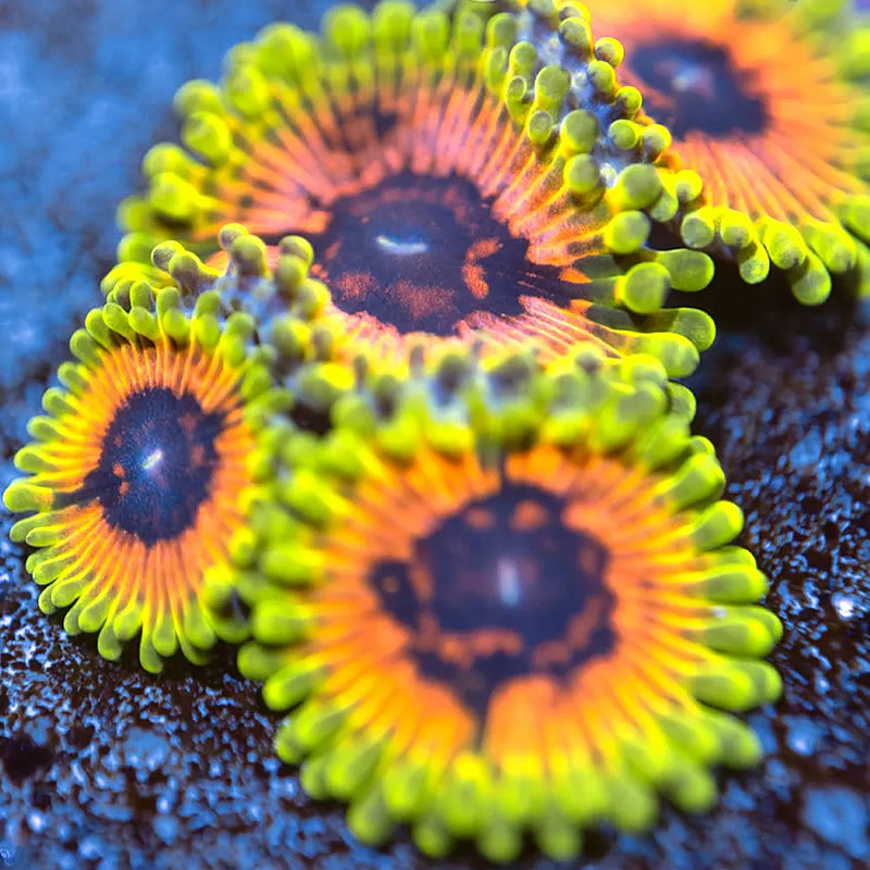 Hallucination zoas - Reef Stable