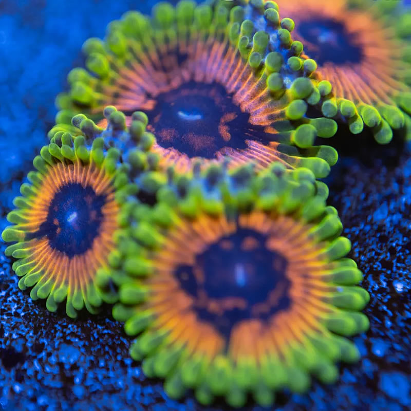 Hallucination zoas - Reef Stable