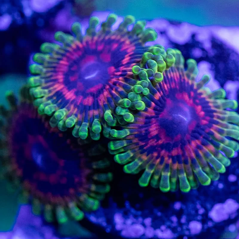 Hallucination zoas - RVA Corals