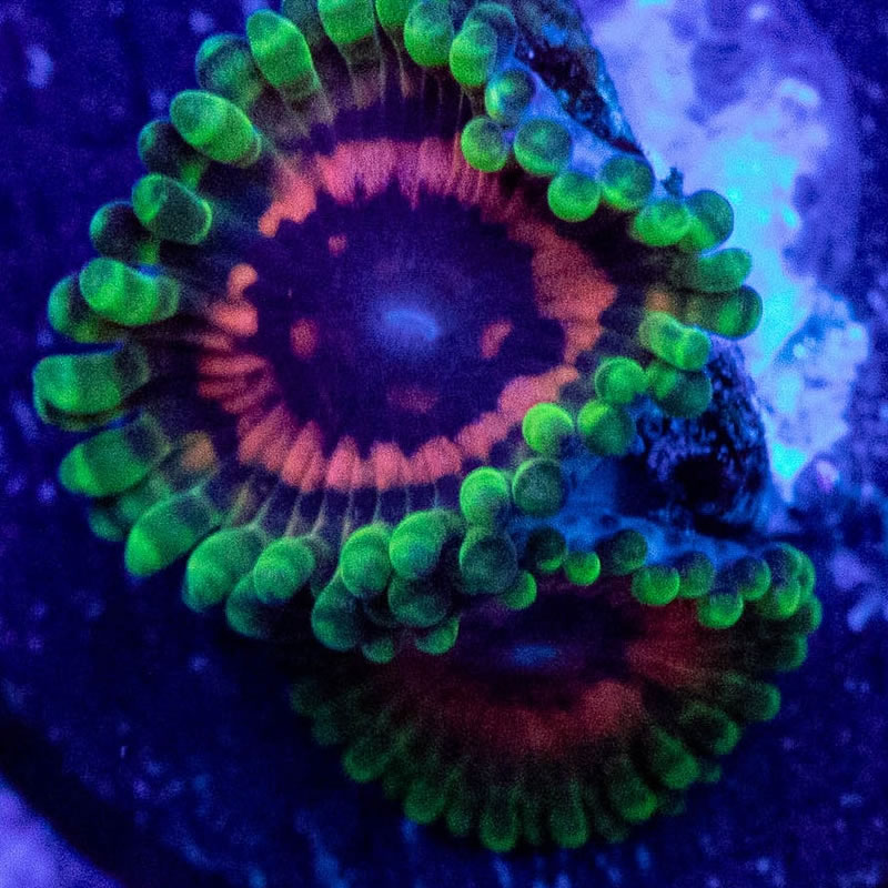 Hallucination zoas - RVA Corals