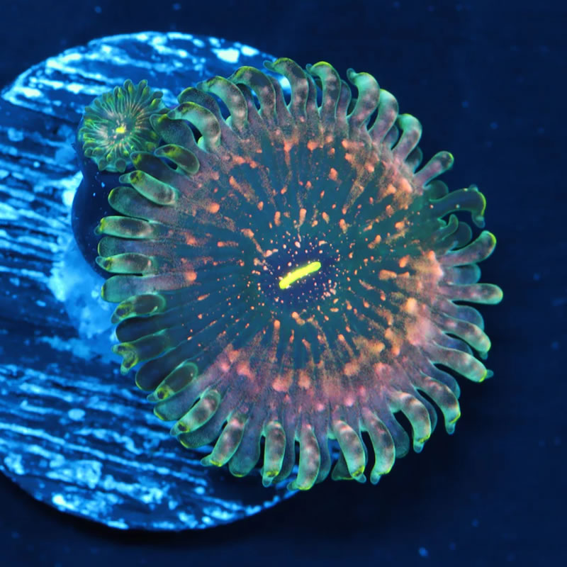 Hawaiian Ding Dang zoas - A Reef Creation