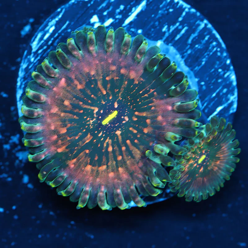 Hawaiian Ding Dang zoas - A Reef Creation