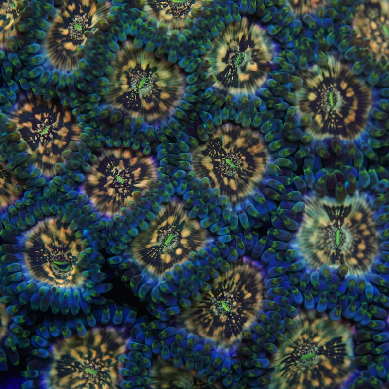 Hawaiian Ding Dang zoas - Kung Fu Corals